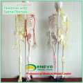 SKELETON02 (12362) Medical Science Human Full Size 170/180cm Neurovascular Skeleton Anatomical Models